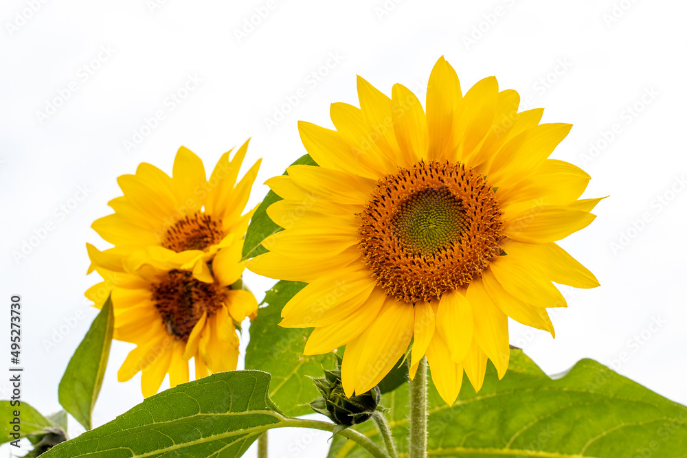 Obraz premium Yellow sunflowers close up on a white background