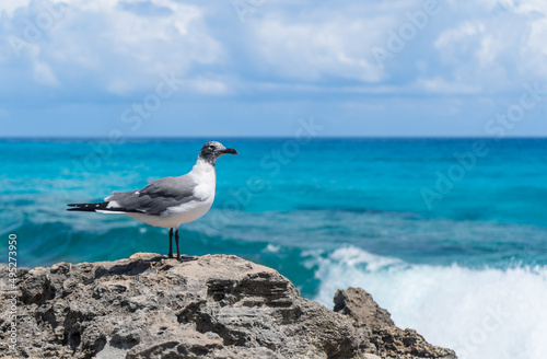 gaviota ave cancun mar azul