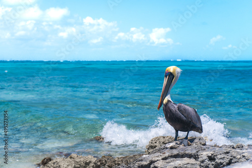 pelicano ave cancun mar azul