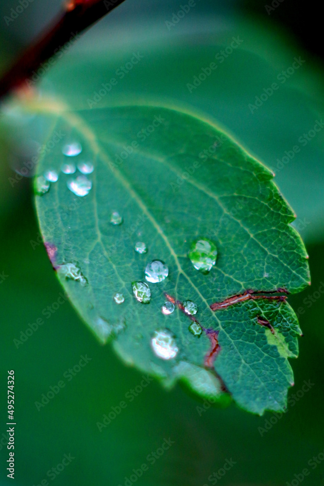 dew drops on a green leaf of a plant close-up dew drops on a green leaf of a plant close-up