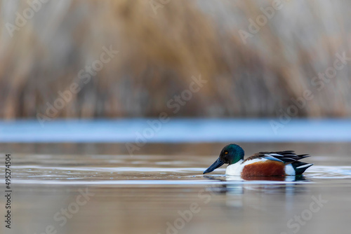 Fotografija Swimming duck