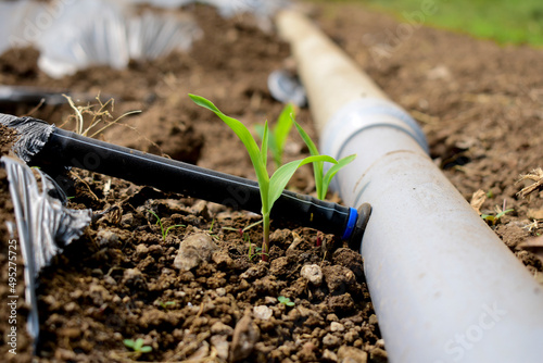 Wallpaper Mural Growing Young Green Corn Seedling Sprouts in Cultivated Agricultural Farm Field Torontodigital.ca
