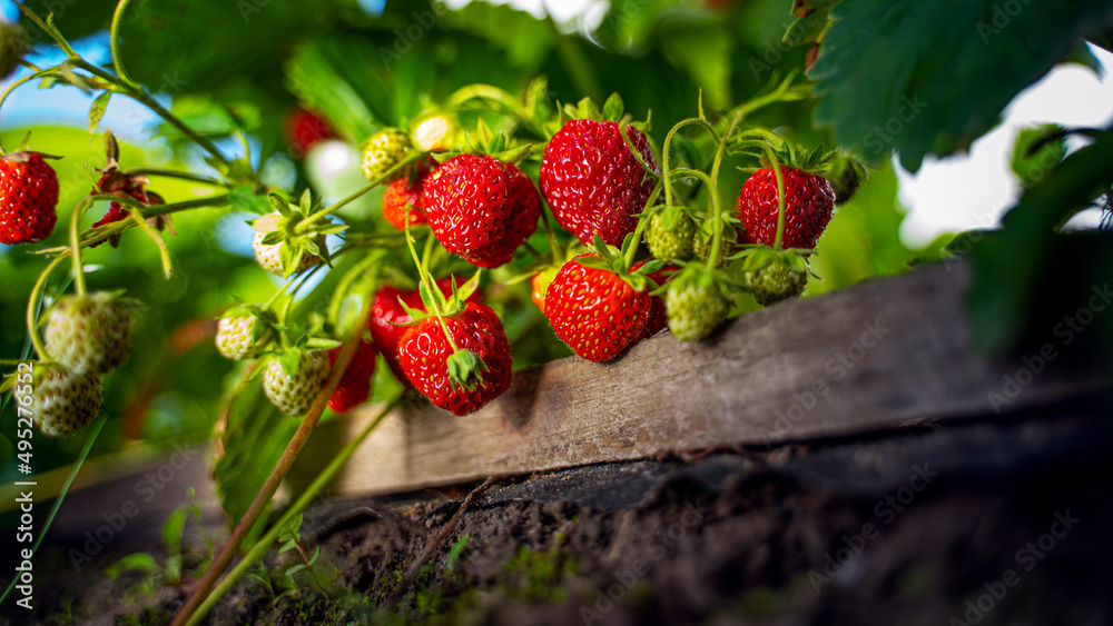 Ripe organic strawberry bush in the garden close up - obrazy, fototapety, plakaty 