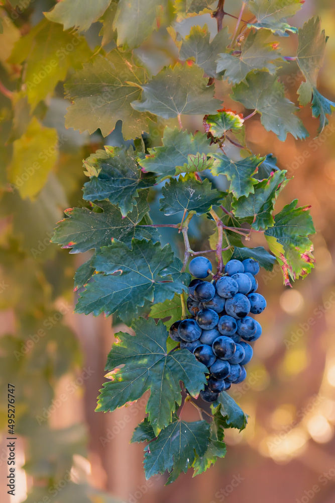 Bunch of ripe dark grapes against blurred background