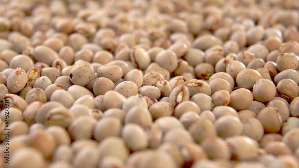 Dried pigeon peas close up. Macro. Dry Asian legumes. Rotation Dried pigeon peas close up. Macro. Dry Asian legumes. Rotation