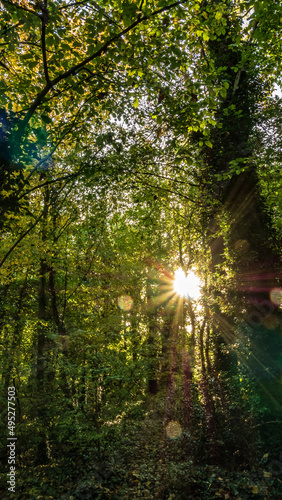 sun rays in the forest