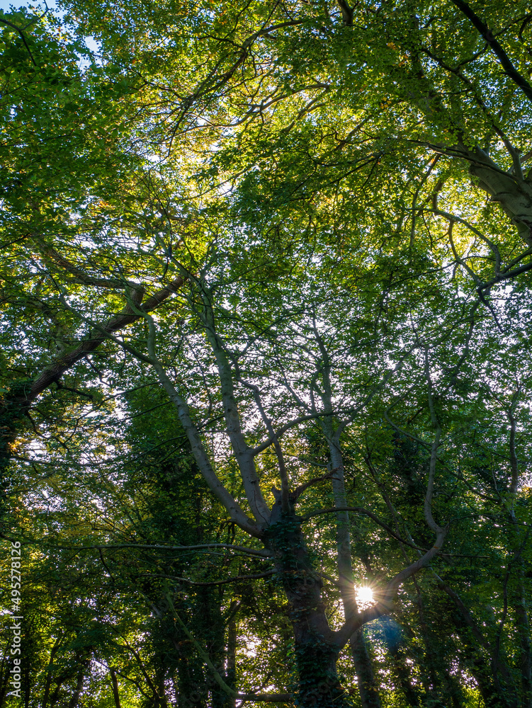 Fototapeta premium trees in the forest