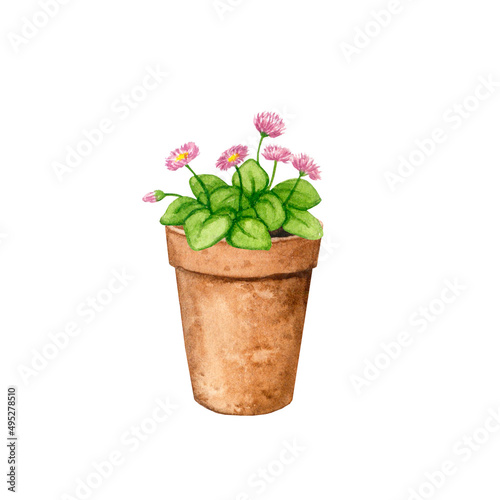 Fototapeta Naklejka Na Ścianę i Meble -  Garden plant in a clay pot. Daisies. Watercolor drawing for design of postcards, posters, textiles, stationery, labels, logos, fabrics.