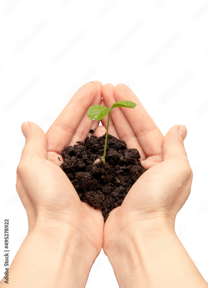 Female hands holding out a handful of earth with a small tree sprout with two leaves of dewdrops isolated on a white background Female hands holding out a handful of earth with a small tree sprout with two leaves of dewdrops isolated on a white background