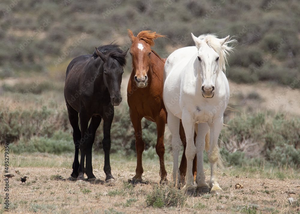 Trio of Mustangs in Sandwash Basin in Northern Colorado