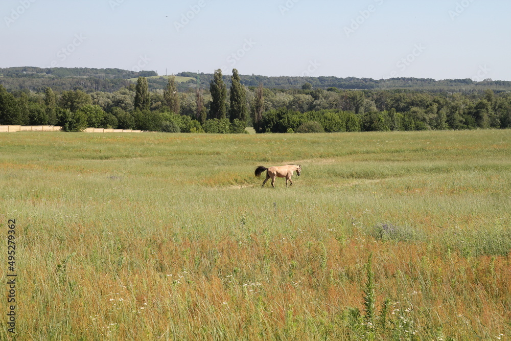 a horse with a long mane in a field against the backdrop of a forest and against the sky. a horse with a long mane in a field against the backdrop of a forest and against the sky.