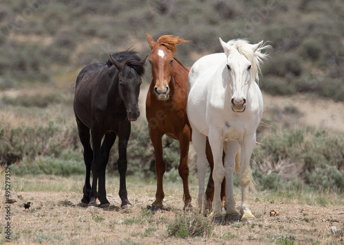 Trio of Mustangs in Sandwash Basin in Northern Colorado