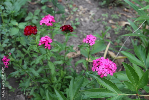 Dianthus barbatus. Close up of deep pink and red head Dianthus Sweet William flower 