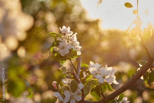 Branch of apricot blooming at sunset. Natyral spring background. Copy space