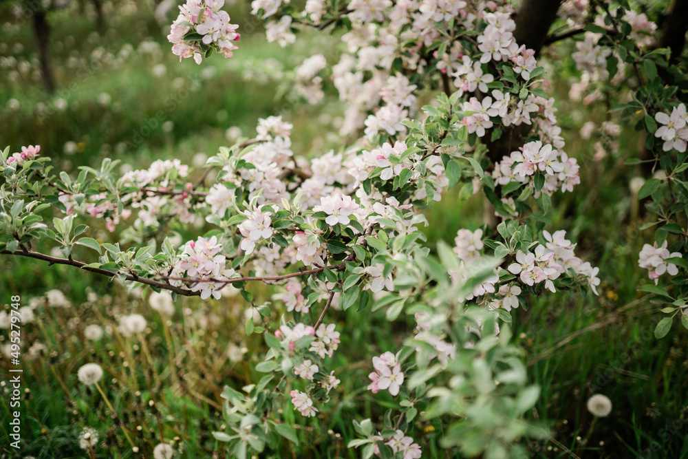 Spring Inspiration, nature in spring. Blooming apple tree at spring garden soft focus Spring Inspiration, nature in spring. Blooming apple tree at spring garden soft focus