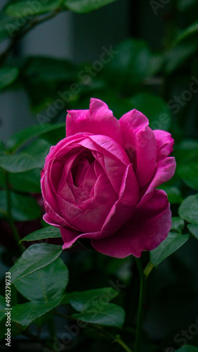 Rose   Blume   Garten