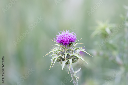 Flowering Milk Thistle (Scotch Thistle, Silybum Marianum) and green meadow on blur background.