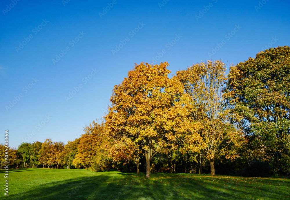 autumn in the park