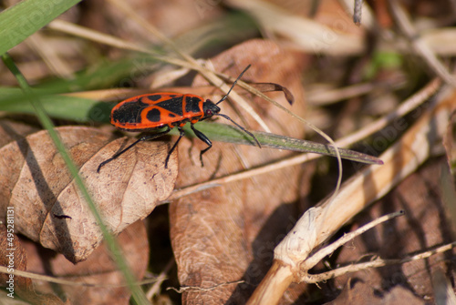 Gendarme ou Pyrrhocore (Pyrrhocolis apterus).