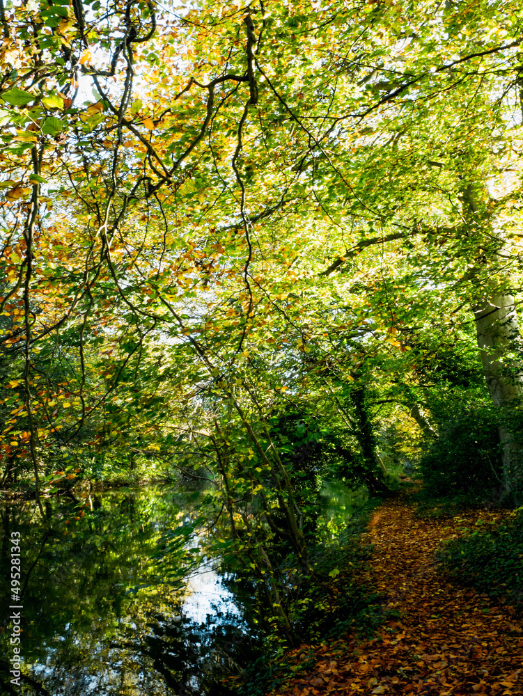Naklejka premium autumn forest in the morning