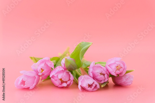 A box with a ribbon and beautiful pink tulips in a delicate magenta color on a pink background. Concept holiday, mother's day, birth, father's day, valentine's day, March 8.