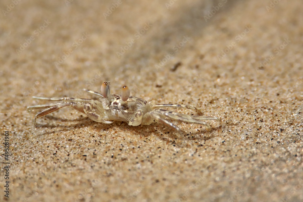 crab on the beach crab on the beach