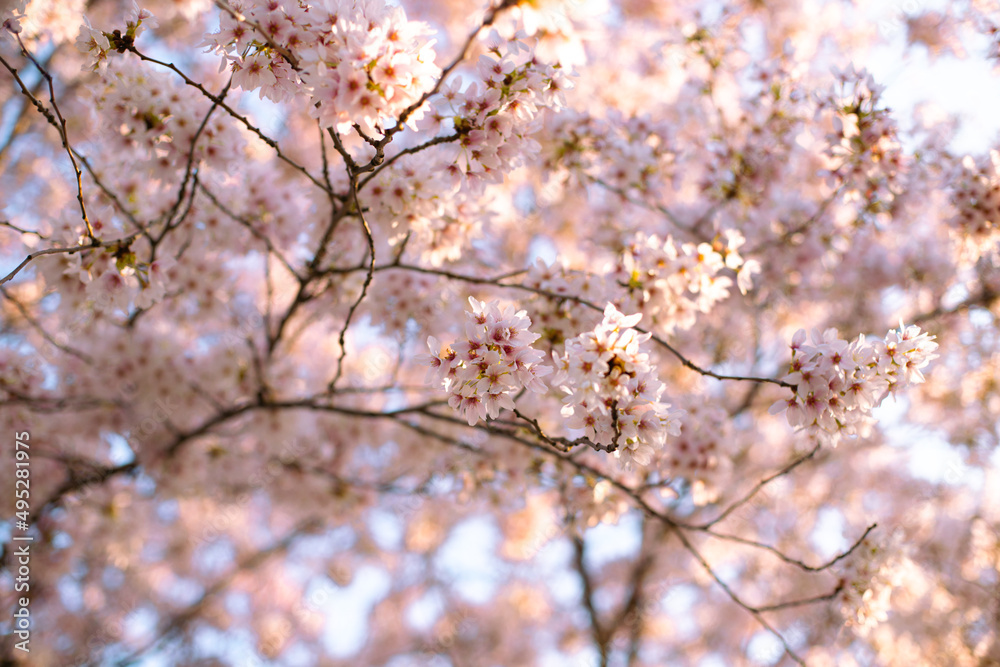 arbre en fleur au printemps. Des fleurs roses avec en arrière plan un ciel bleu