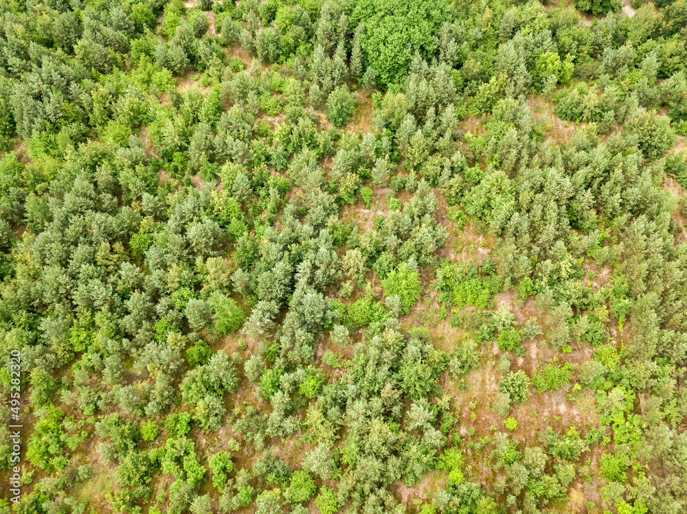 Green coniferous forest in summer. Aerial drone view. Green coniferous forest in summer. Aerial drone view.