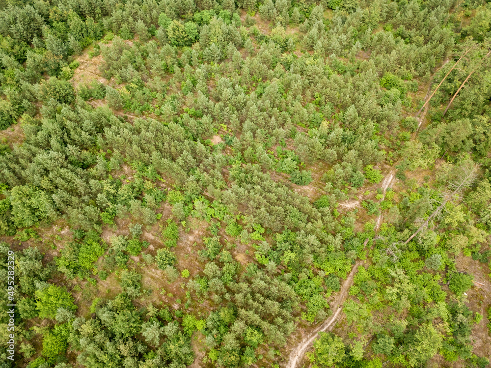 Green coniferous forest in summer. Aerial drone view. Green coniferous forest in summer. Aerial drone view.