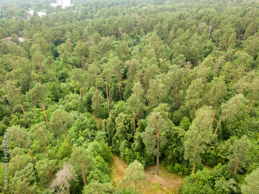 Green coniferous forest in summer. Aerial drone view. Green coniferous forest in summer. Aerial drone view.