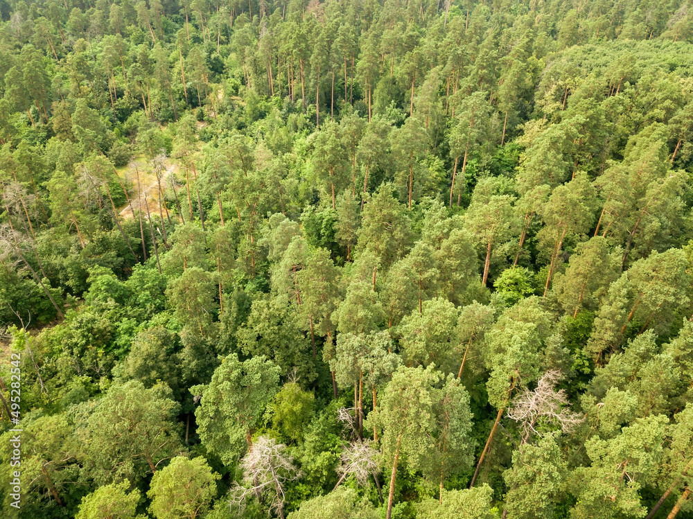 Green coniferous forest in summer. Aerial drone view. Green coniferous forest in summer. Aerial drone view.