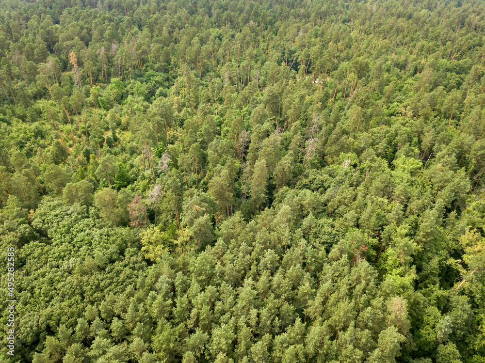 Green coniferous forest in summer. Aerial drone view.