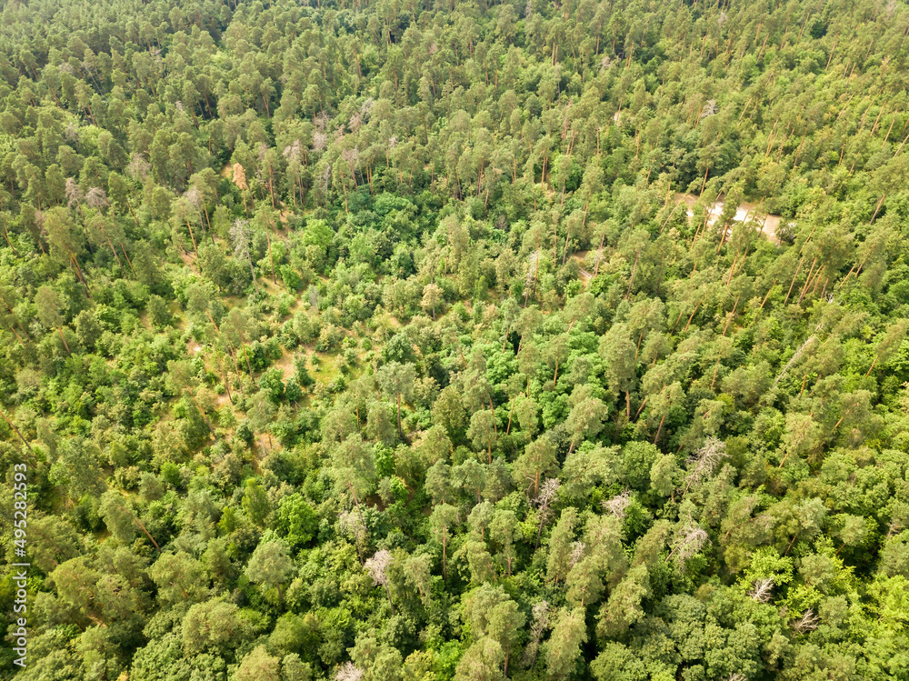 Green coniferous forest in summer. Aerial drone view. Green coniferous forest in summer. Aerial drone view.