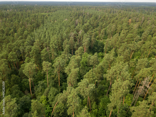 Green coniferous forest in summer. Aerial drone view.