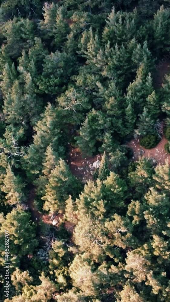 Aerial view of green pine tree forest