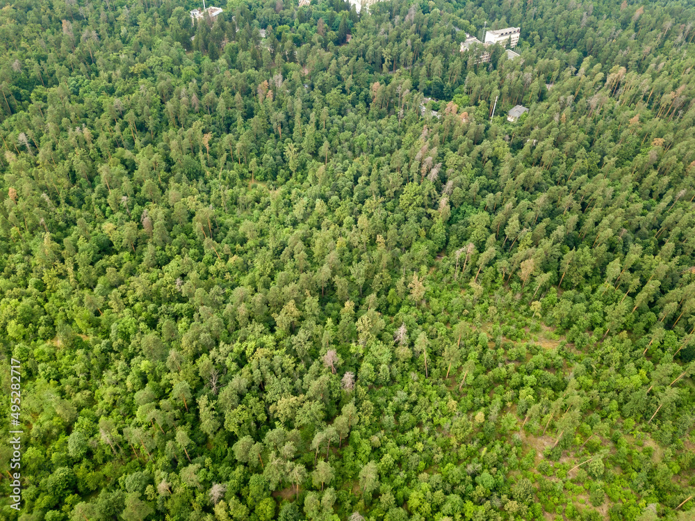 Green coniferous forest in summer. Aerial drone view. Green coniferous forest in summer. Aerial drone view.