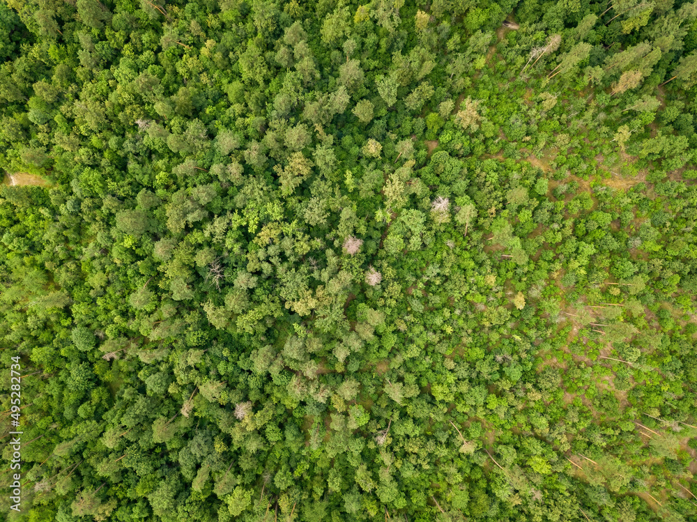 Green coniferous forest in summer. Aerial drone view.