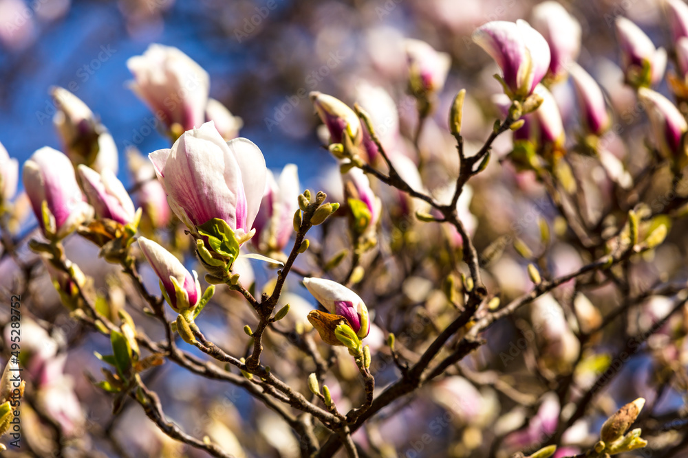 Magnolie Magnolie