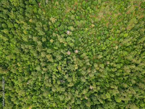 Green coniferous forest in summer. Aerial drone view.