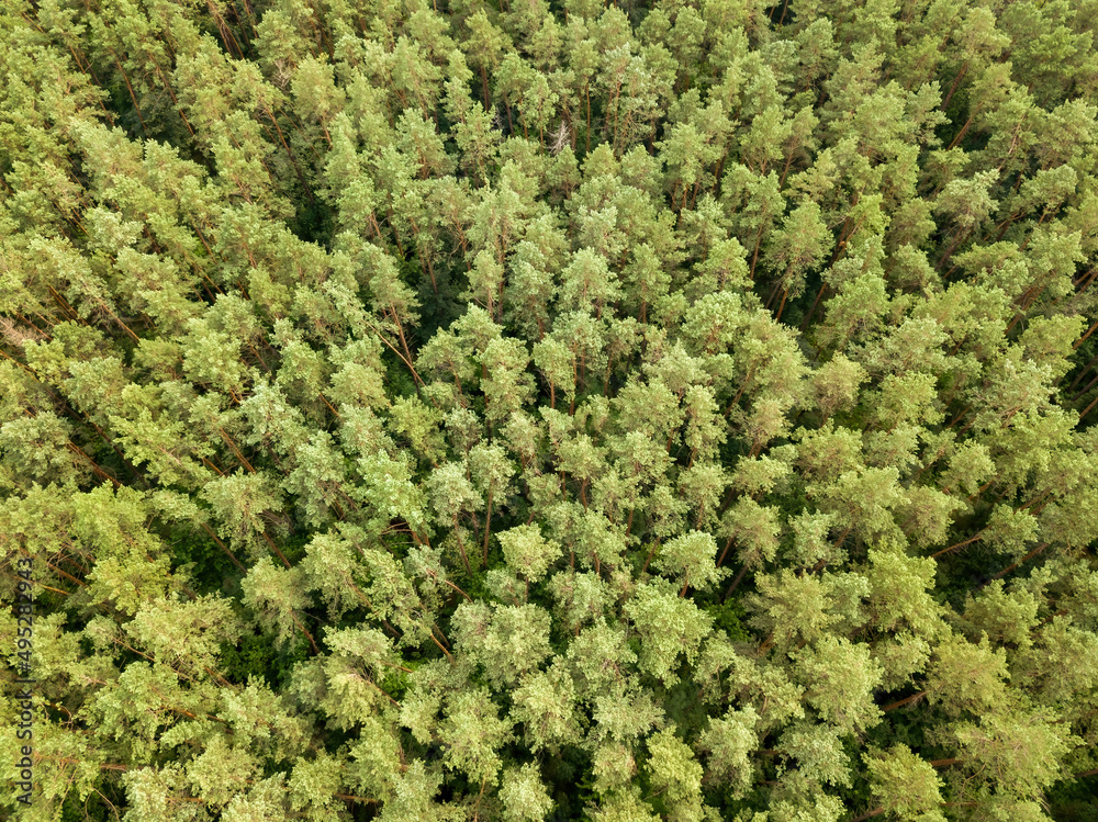 Green coniferous forest in summer. Aerial drone view. Green coniferous forest in summer. Aerial drone view.