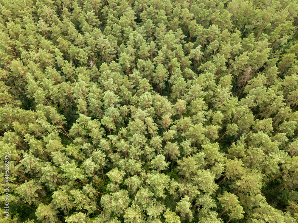 Green coniferous forest in summer. Aerial drone view. Green coniferous forest in summer. Aerial drone view.