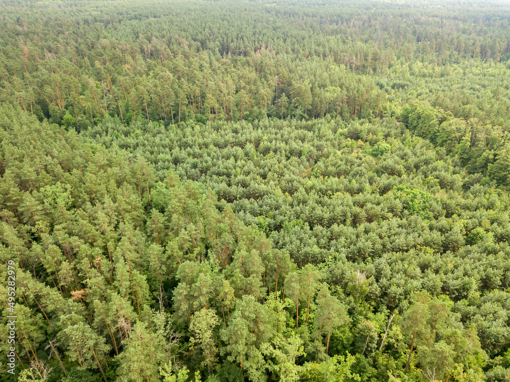 Green coniferous forest in summer. Aerial drone view.