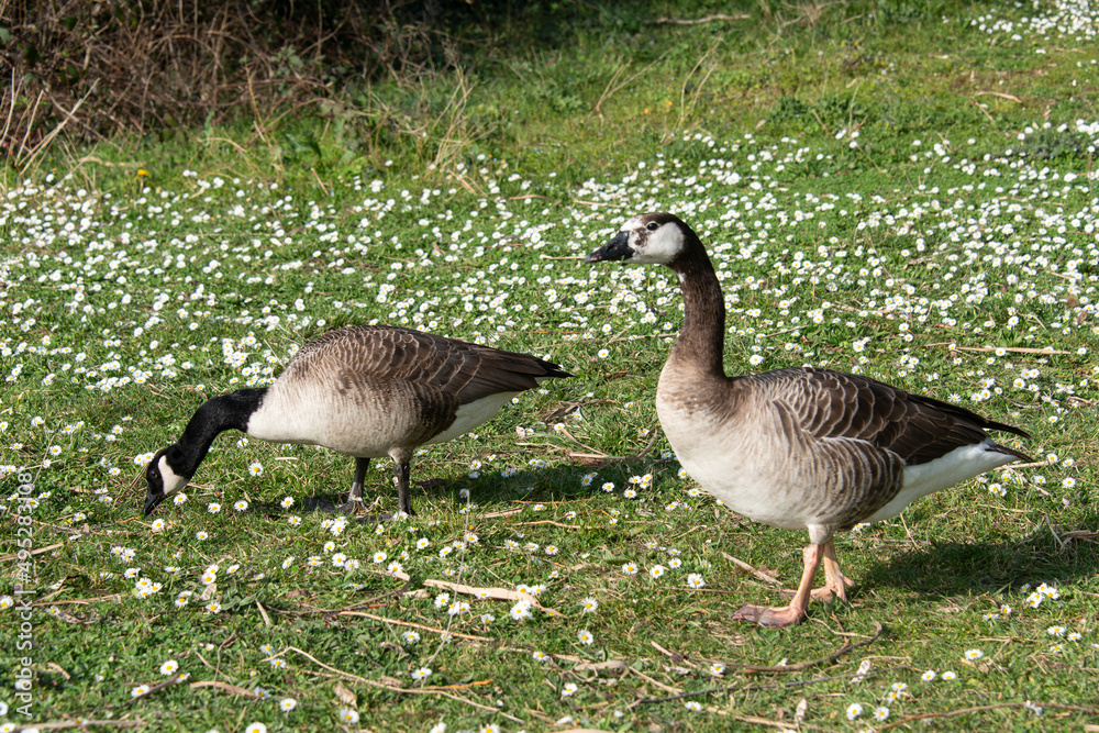 Bernache du Canada,.Branta canadensis, Canada Goose Bernache du Canada,.Branta canadensis, Canada Goose