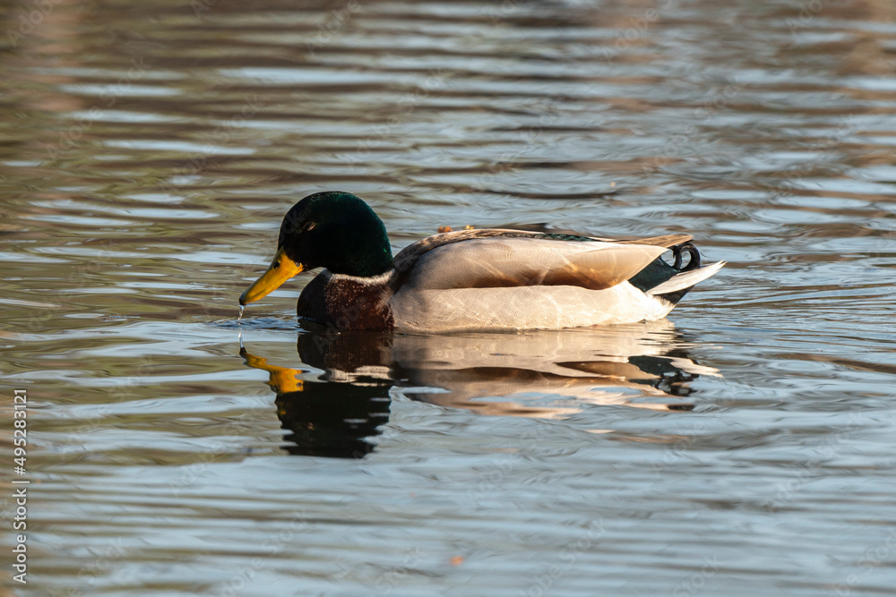 Canard colvert,. Anas platyrhynchos, Mallard Canard colvert,. Anas platyrhynchos, Mallard