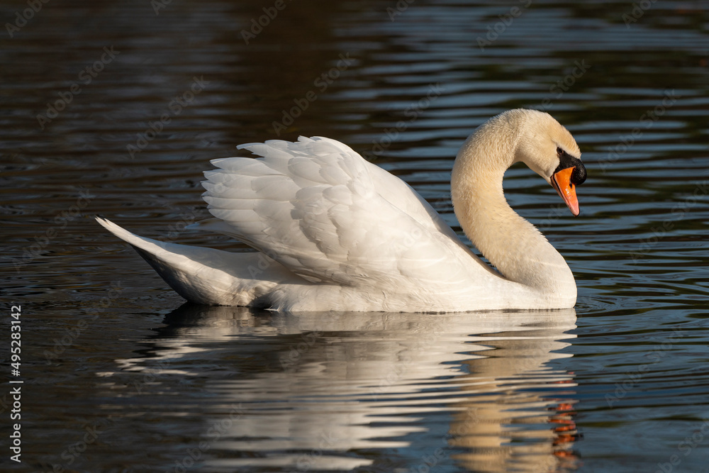 Naklejka premium Cygne tuberculé, .Cygnus olor, Mute Swan