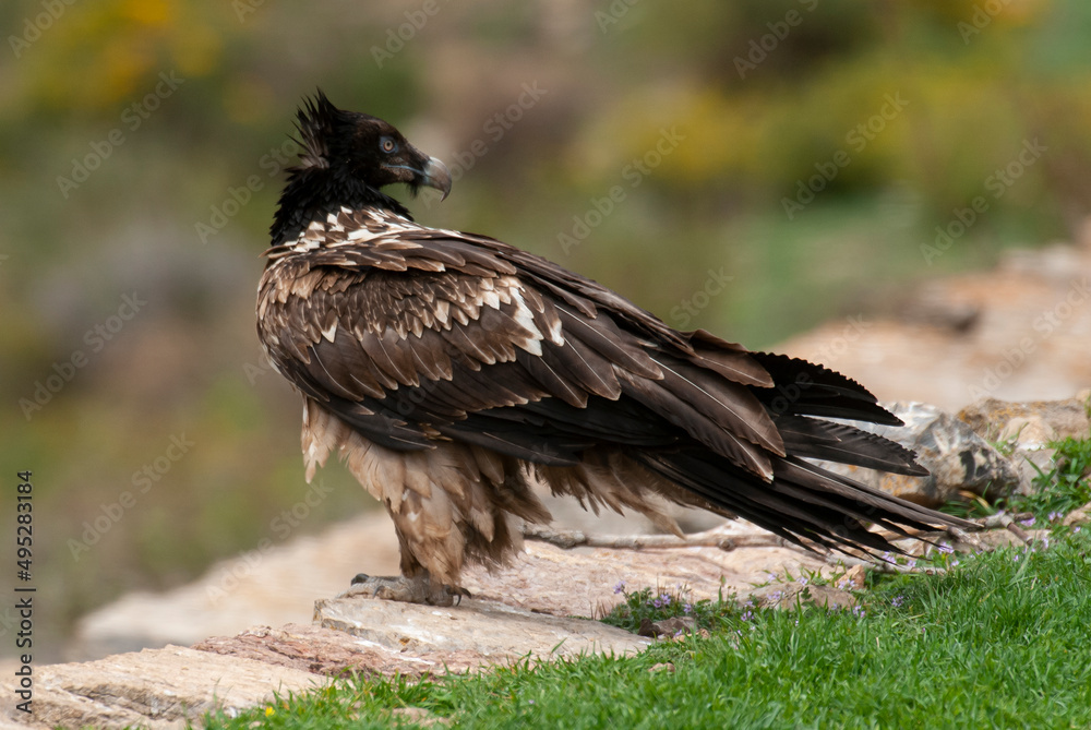 Gypaète barbu, .Gypaetus barbatus, Bearded Vulture Gypaète barbu, .Gypaetus barbatus, Bearded Vulture