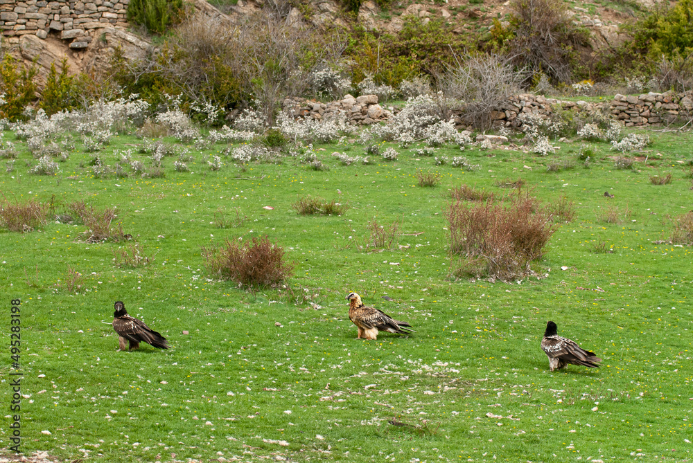 Gypaète barbu, .Gypaetus barbatus, Bearded Vulture