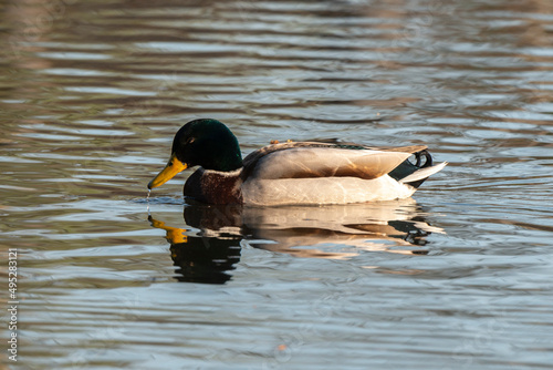 Canard colvert,. Anas platyrhynchos, Mallard