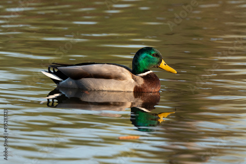 Fotografie Canard colvert,. Anas platyrhynchos, Mallard