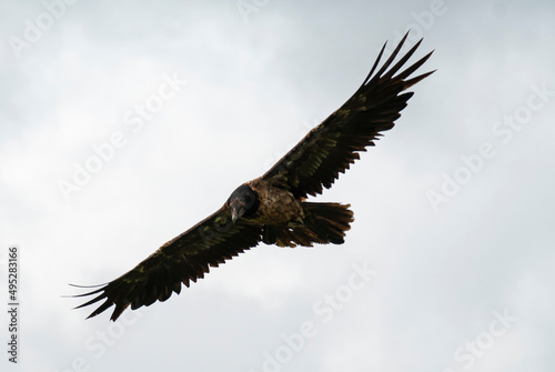 Gypaète barbu, .Gypaetus barbatus, Bearded Vulture